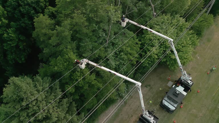 Trusted Garrison, MD  Tree Services Experts